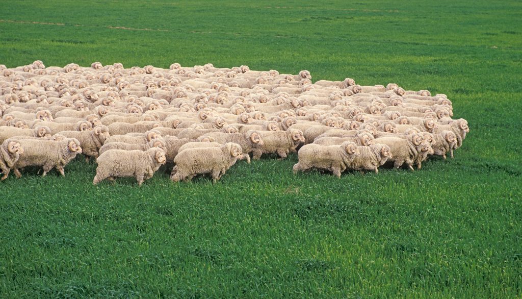 stud merino wool lambs on a farm in Australia