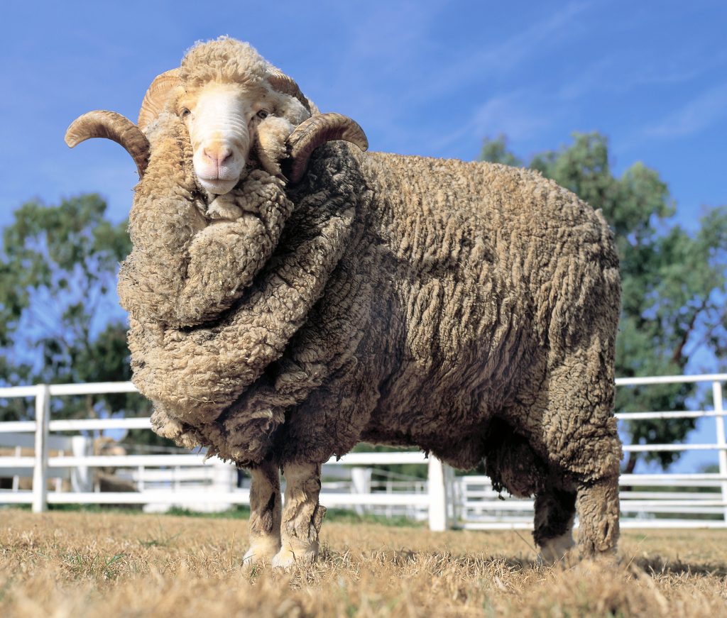 a single stud Merino Wool ram at a farm in Australia