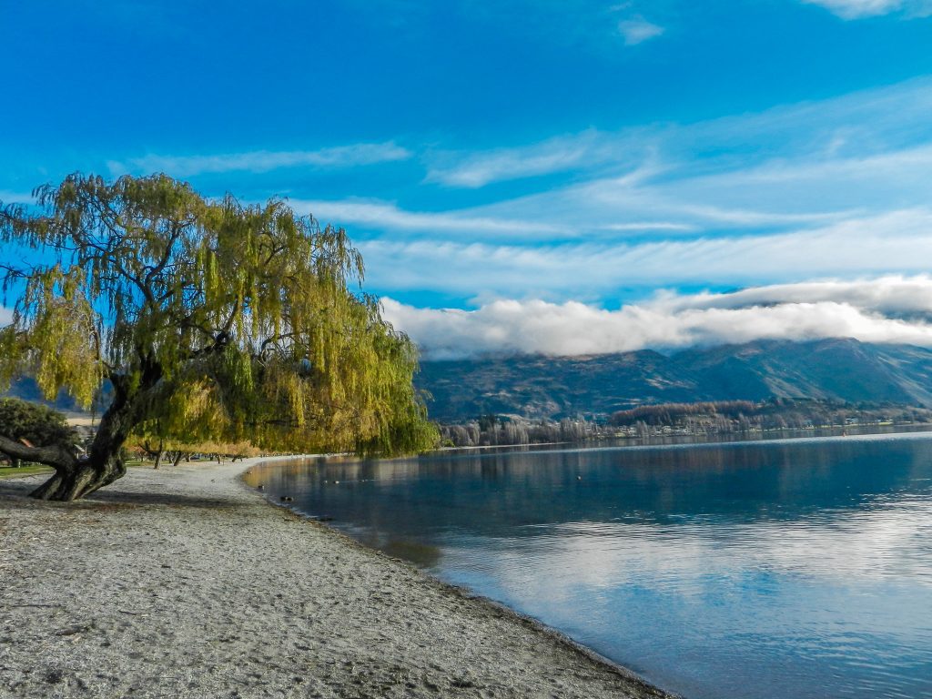 A photograph of a willow tree by lake Wanaka in the south island of New Zealand. The tree is a on a small stretch of beach by a beautiful blue lake. There are big mountains in the background, the sky is blue and cloudy. The beach is near the road where the people have stopped their van for a rest as they travel through New Zealand. 