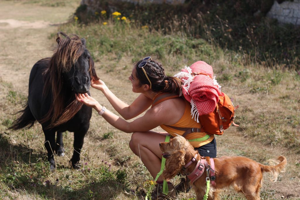 A photo of a young woman out for a hike in Cornwall along the coast path. Next to her is a small, fluffy and golden dog. They are saying hello to s small, black Shetland pony.