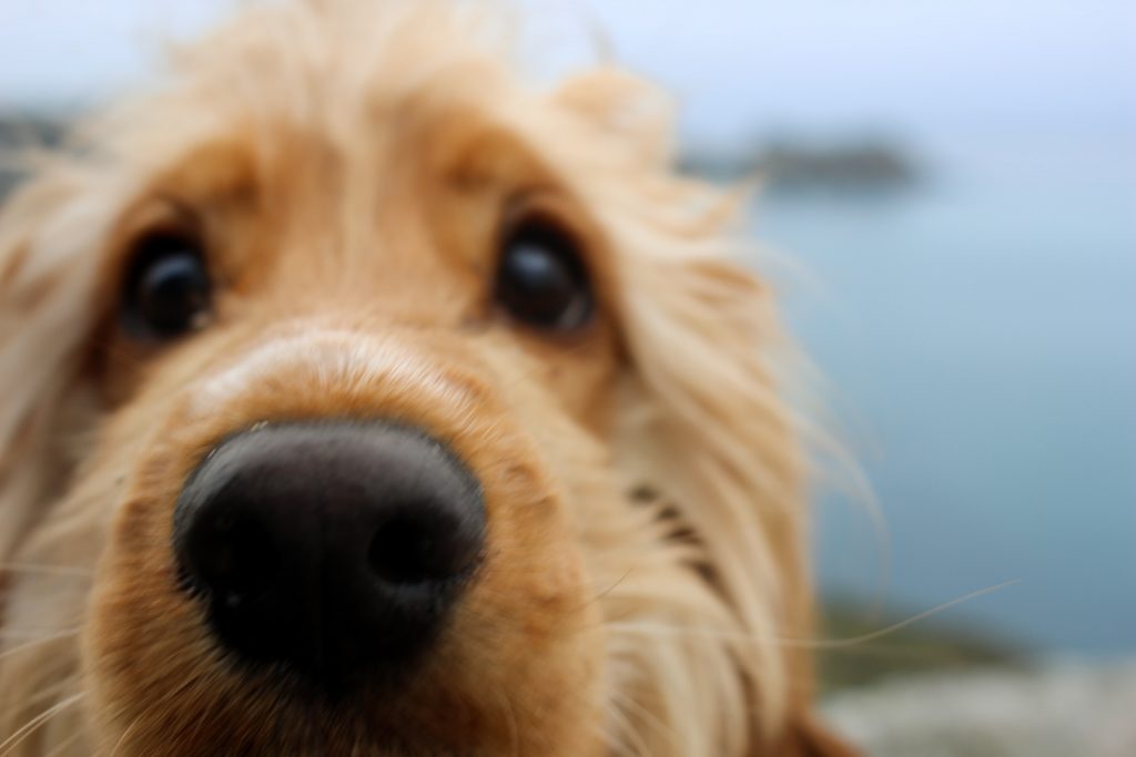 A photo of a dog out on an adventure in Cornwall. The photo is a close up of the dog's face. 
