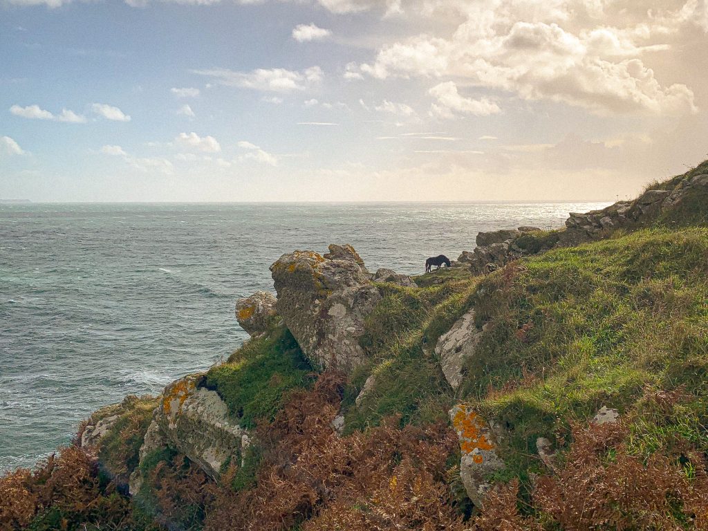 A photo of the coast path in Cornwall at a place called Cudden Point. The sea is in the background and it is a sunny day. In the background is the silhouette of a black pony. 