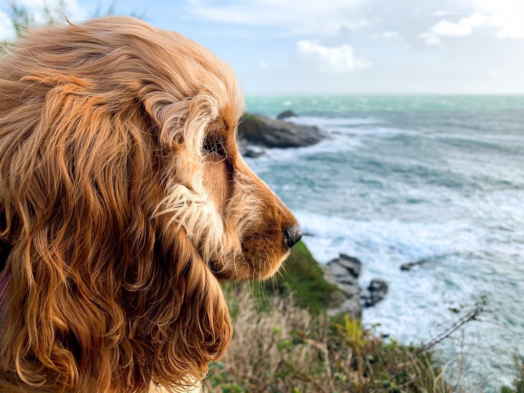 A photo of a dog on a hiking adventure in Cornwall. The dog is golden and fluffy and looks out on the sea. The sea is blue with crashing white waves. 