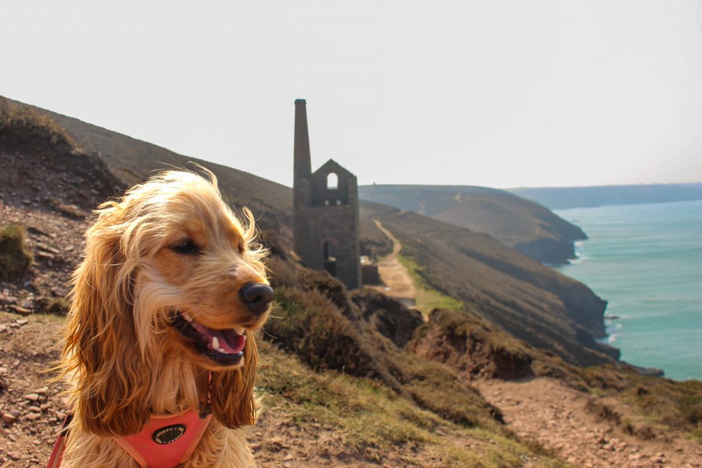 A photo of a golden and fluffy dog on a hike in Cornwall. 