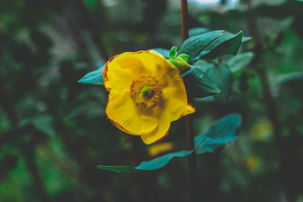 A photo of a beautiful yellow flower taken in a garden in Cornwall. 