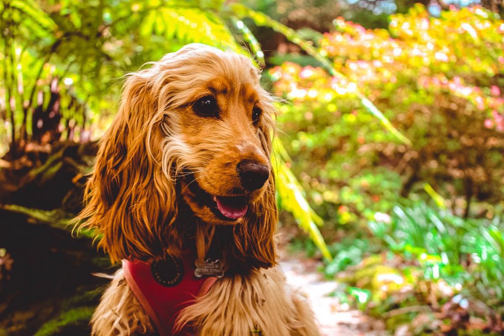 A photo of a golden coloured dog that is out on a day out at a garden in Cornwall. There are lots of colourful plants in the background. 