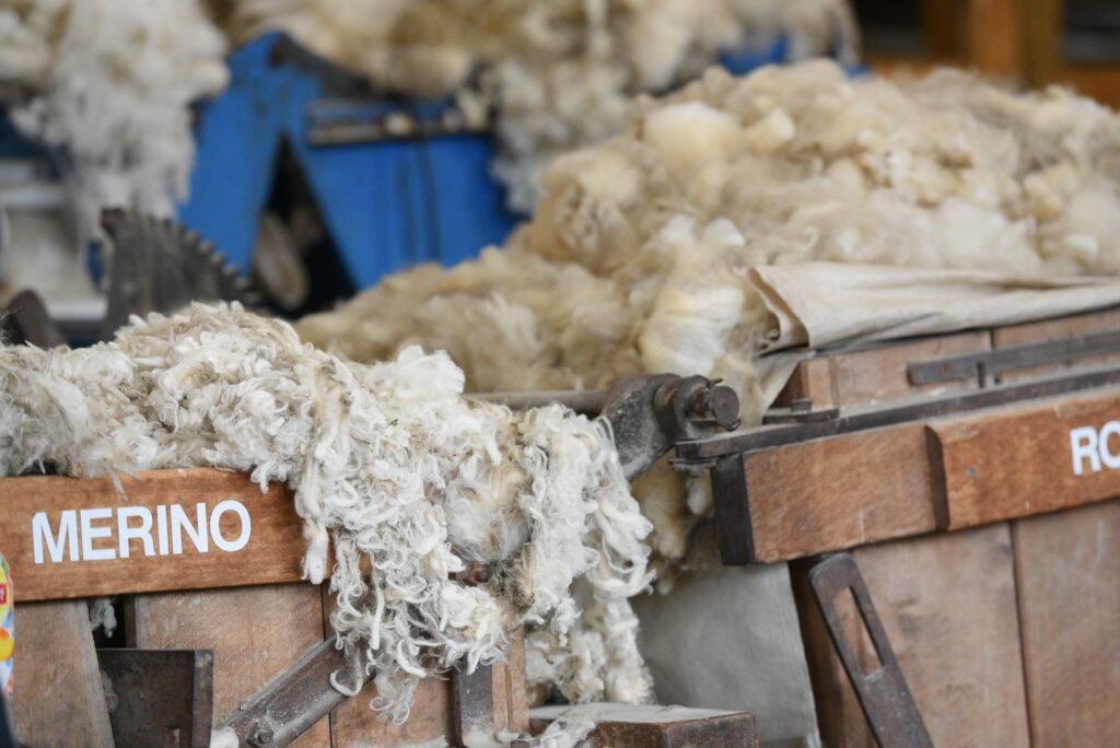 An image of merino wool freshly sheered